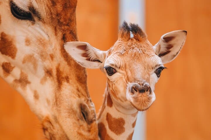 Nairobi Museum, Giraffe Centre & Bead Workshop Day Tour — Culture, Conservation & Close Encounters photo 4