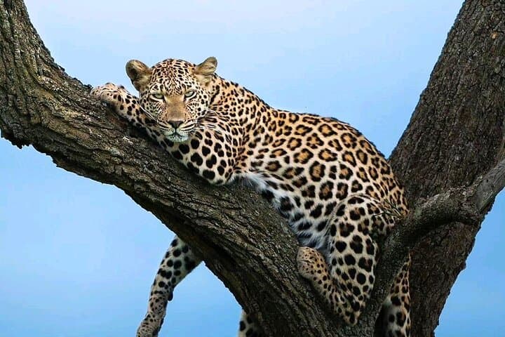 3-Day Masai Mara Joining Safari — Shared Game Drives & Rhino Tourist Camp photo 1