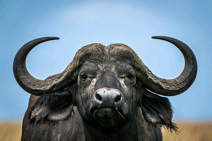 3-Day Masai Mara Joining Safari — Shared Game Drives & Rhino Tourist Camp photo 2