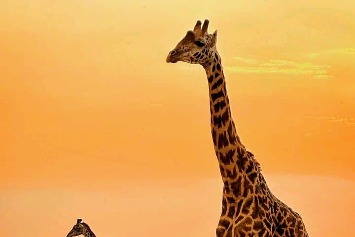 3-Day Masai Mara Joining Safari — Shared Game Drives & Rhino Tourist Camp photo 3