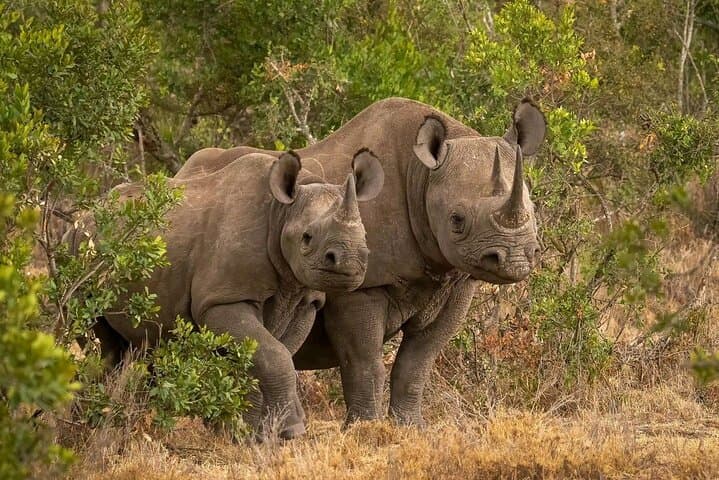 3-Day Masai Mara Joining Safari — Shared Game Drives & Rhino Tourist Camp photo 4