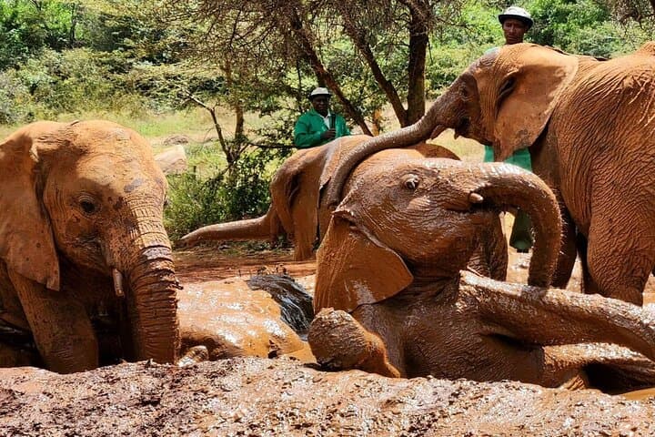 Nairobi Day Tour: Giraffe Centre, Sheldrick Elephant Orphanage & Museum of Illusions photo 1