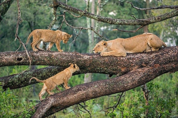 Luxury 4-Day Safari: Tarangire, Ngorongoro & Lake Manyara photo 3