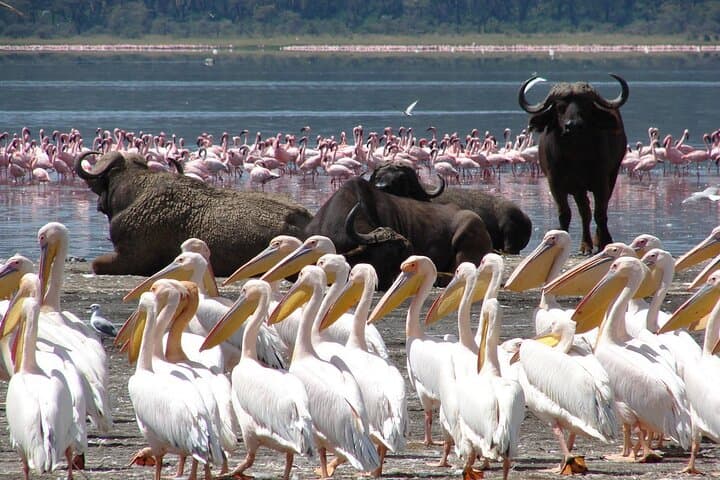 Full-Day Private Safari to Lake Nakuru National Park from Nairobi photo 2