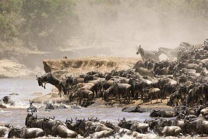 3-Day Masai Mara Safari with Maasai Village Visit — Big Five & Migration Experience photo 6