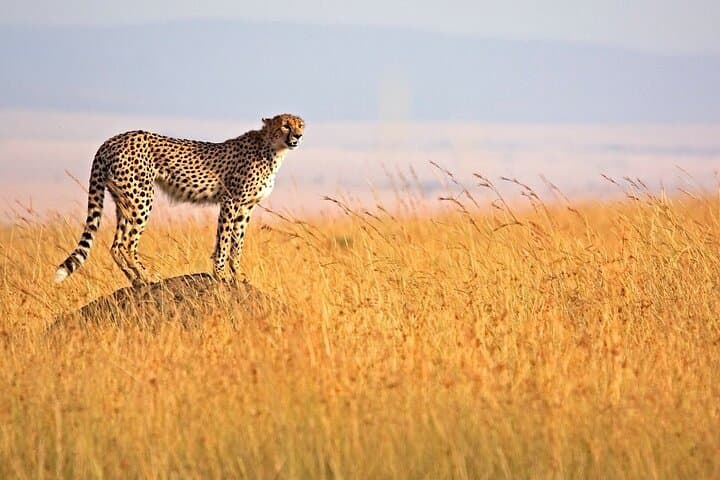 3-Day Masai Mara Safari: Big Five, Migration & Lake Nakuru photo 2