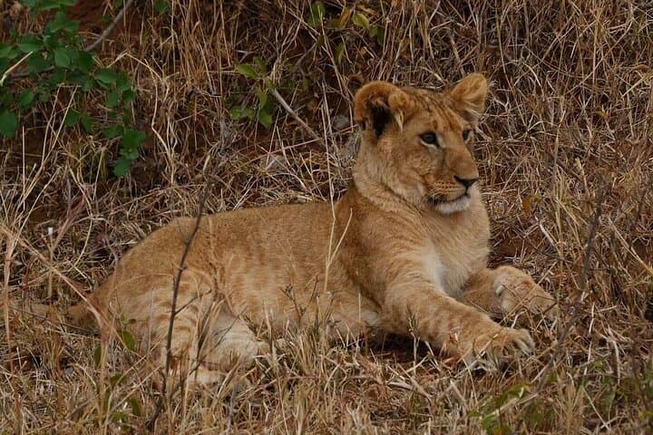 3-Day Masai Mara Safari: Big Five, Migration & Lake Nakuru photo 3