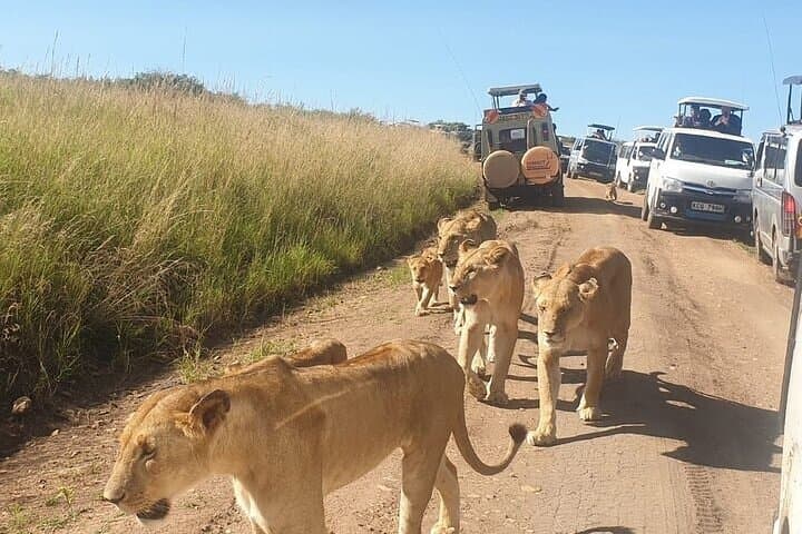 Overnight Amboseli Safari from Nairobi — Elephants, Kilimanjaro & Private Game Drives photo 4
