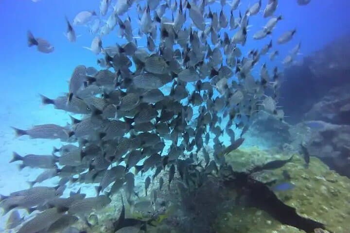 Cano Island Scuba Diving from Drake Bay: Two Dives on Costa Rica’s Coral Frontier photo 3