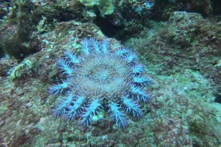 Cano Island Scuba Diving from Drake Bay: Two Dives on Costa Rica’s Coral Frontier photo 2