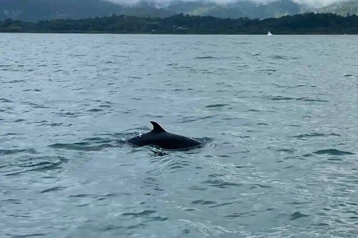 Cano Island Scuba Diving from Drake Bay: Two Dives on Costa Rica’s Coral Frontier photo 5