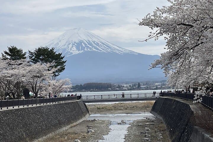 Mt Fuji and Lake Kawaguchi Sakura Photo Tour - Top Cherry Blossom Viewpoints photo 4