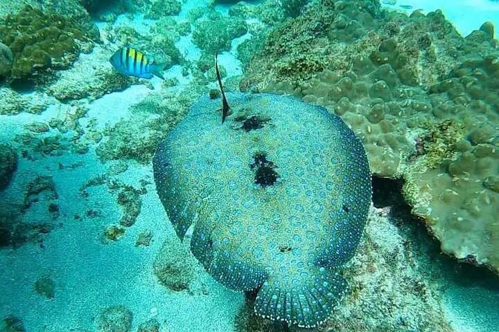Isla del Caño Snorkel Tour from Drake Bay — Cano Island Day Trip photo 3