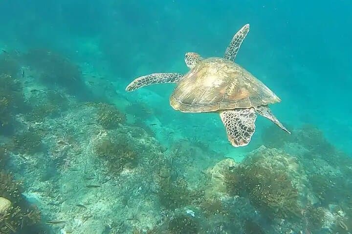 Isla del Caño Snorkel Tour from Drake Bay — Cano Island Day Trip photo 5