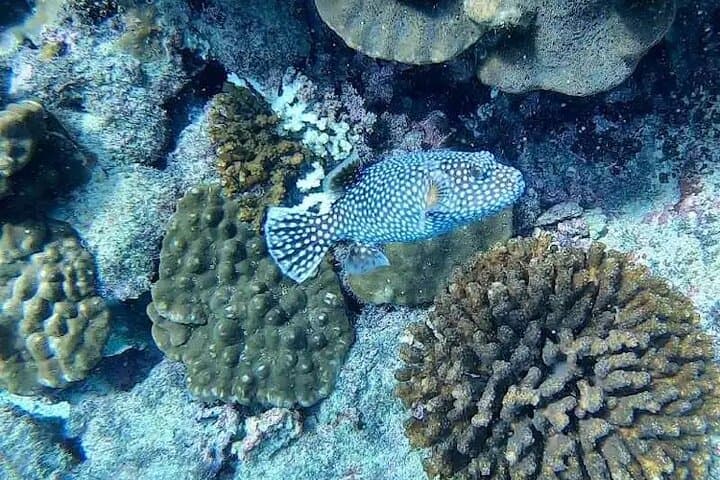 Isla del Caño Snorkel Tour from Drake Bay — Cano Island Day Trip photo 4