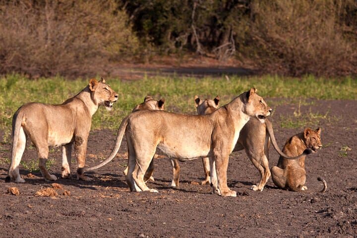 Full-Day Tarangire Safari from Arusha: Elephants, Baobabs & River Wildlife photo 3