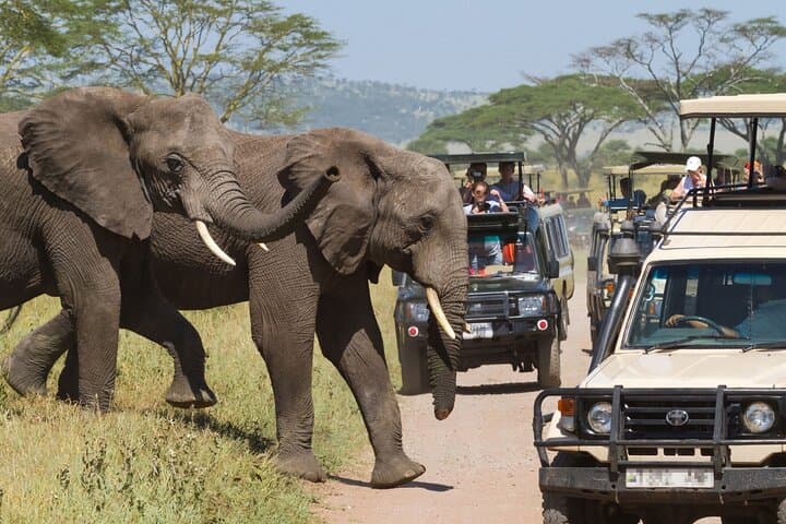 6-Day Private Safari from Arusha: Serengeti, Ngorongoro & Mt Kilimanjaro Day Hike photo 6