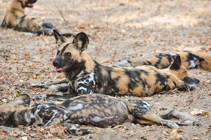 Rufiji River & Big Five: 4-Day Nyerere National Park Safari Adventure photo 2