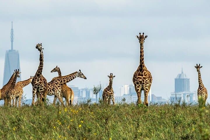 Nairobi National Park Game Drive: Safari Adventure on the City’s Edge photo 3