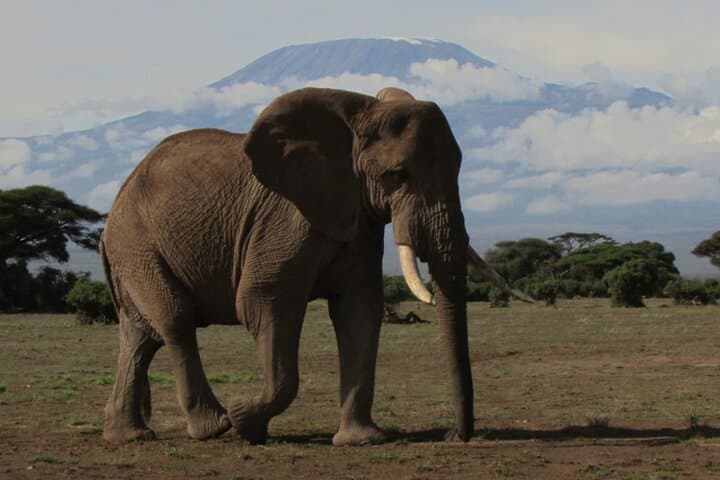 Amboseli Express Deluxe: 2-Day Safari with Kilimanjaro Views
