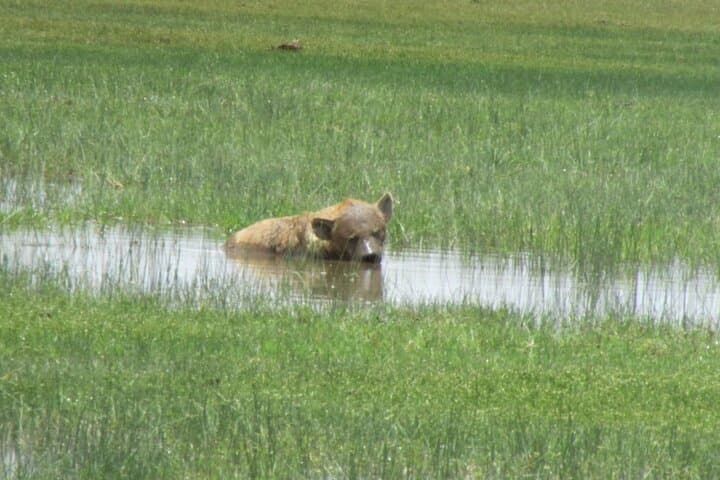Amboseli Express Deluxe: 2-Day Safari with Kilimanjaro Views photo 3