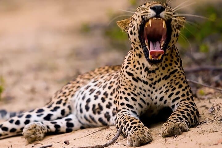 Wild Wonders of Yala: Hambantota Cruise Safari to See Leopards & Elephants