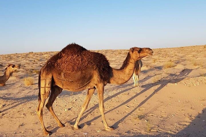 Tunisia Al Complete: Personalized 6-Day Cultural & Sahara Tour photo 3
