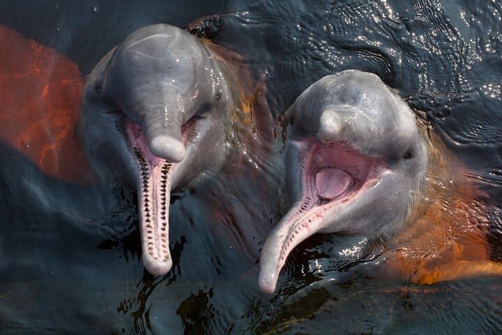 Meeting of the Waters & Pink Dolphin Tour — Manaus Amazon River Adventure photo 2