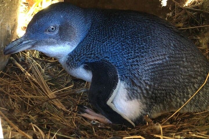 Dunedin Private Full-Day Tour: Octagon, Otago Peninsula & Wildlife photo 2