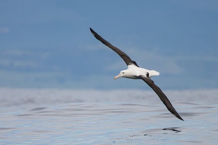Dunedin Private Full-Day Tour: Octagon, Otago Peninsula & Wildlife photo 3