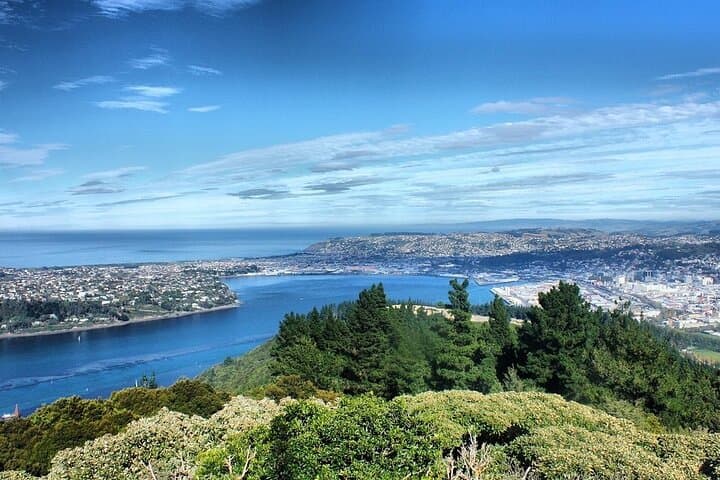 Dunedin Private Full-Day Tour: Octagon, Otago Peninsula & Wildlife photo 6