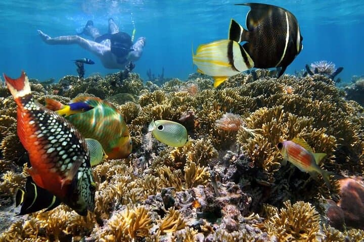 Key West 2-Reef Snorkel and Sunset Cruise with Beer & Wine photo 4