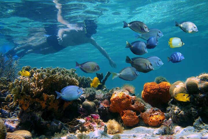 Key West 2-Reef Snorkel and Sunset Cruise with Beer & Wine