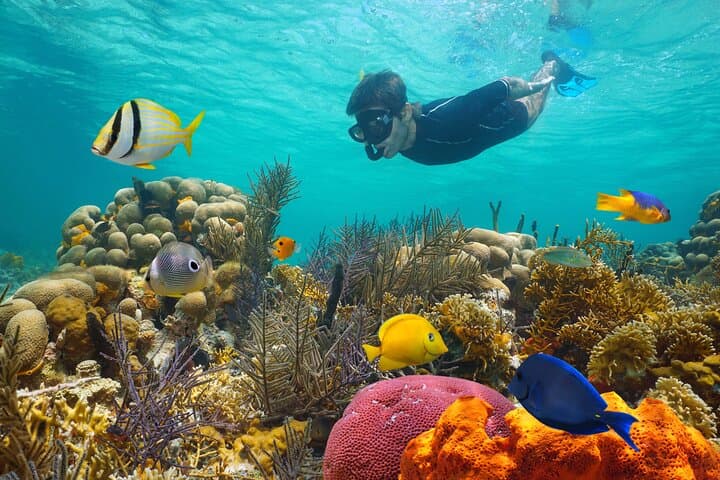 Key West Afternoon Reef Snorkeling with Open Bar — Dip & Sip on the Sandie Cat photo 1