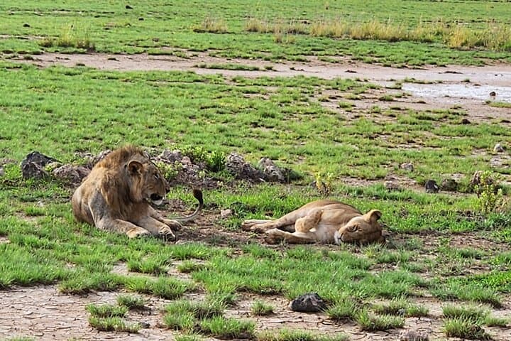 Amboseli Express Deluxe: 2-Day Safari with Kilimanjaro Views photo 5