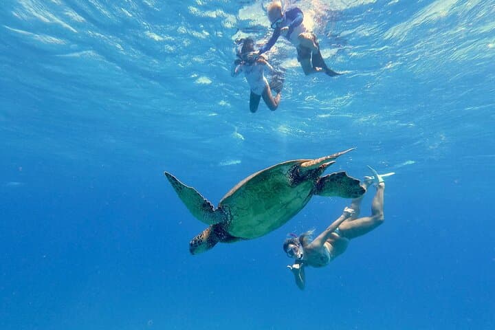 Waikiki Deluxe Snorkel & Wildlife Cruise: Slide, Swim, Spot Turtles and Dolphins photo 5
