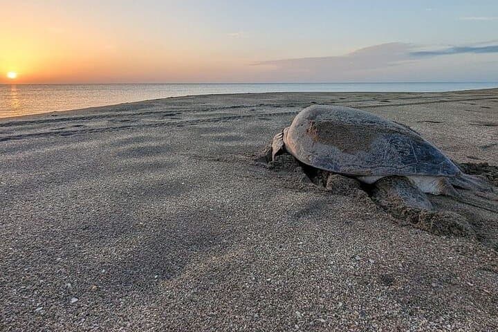 Playa Grande Turtle Nesting Tour — Night Beach Walks in Cabo Velas, Costa Rica photo 6