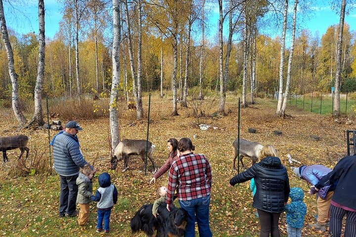 Reindeer Meet and Feed at The Reindeer Grove — Talkeetna Encounter photo 2