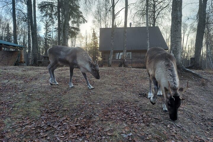Reindeer Meet and Feed at The Reindeer Grove — Talkeetna Encounter photo 3