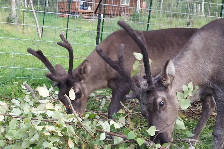 Reindeer Meet and Feed at The Reindeer Grove — Talkeetna Encounter photo 4