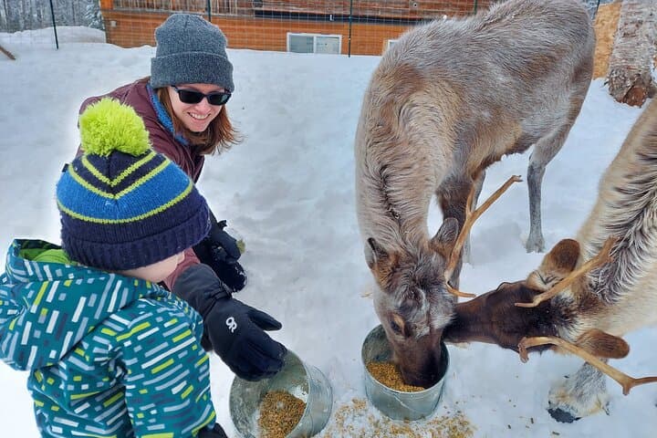 Reindeer Meet and Feed at The Reindeer Grove — Talkeetna Encounter photo 1