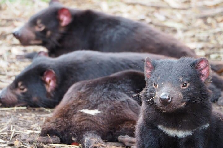 6-Day Tasmanian Discovery Tour: Cradle Mountain, Bay of Fires & Gordon River Cruise photo 4