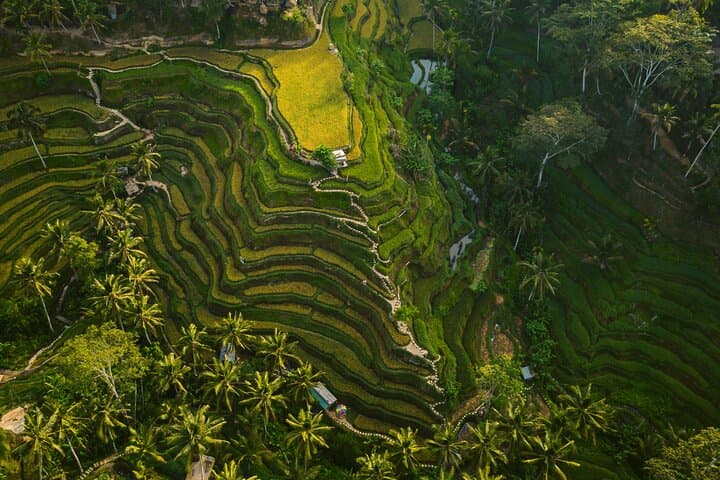 Ubud Full-Day Highlights: Monkey Forest, Tegalalang Rice Terrace & Tirta Empul (Private Tour) photo 2
