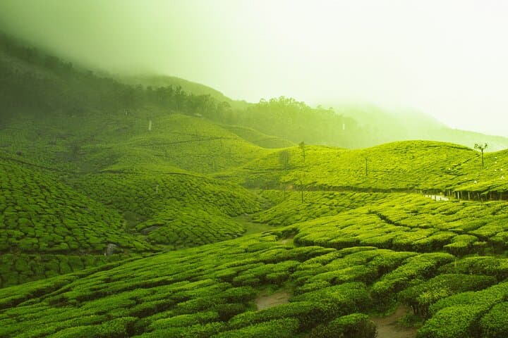 Munnar Day Trip from Kochi: Tea Hills, Waterfalls & Spice Farms photo 3