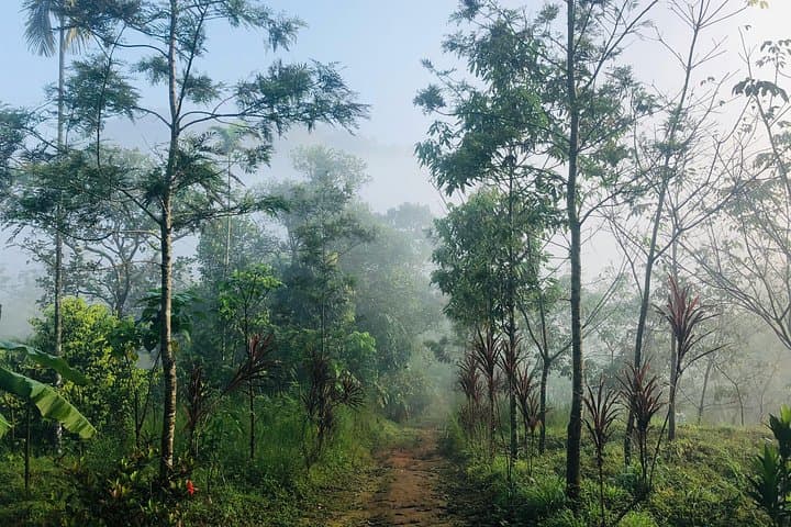 Munnar Day Trip from Kochi: Tea Hills, Waterfalls & Spice Farms photo 5