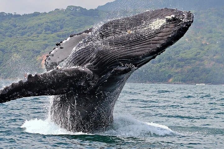 Uvita Whale & Dolphin Watching at Marino Ballena National Park — Boat Tour Guide