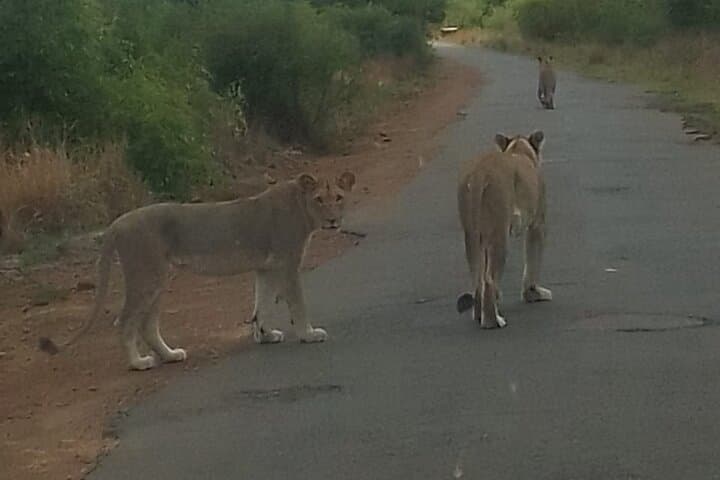 3-Day Kruger Safari and Panorama Route from Johannesburg photo 2