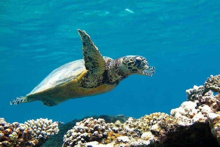 Full-Day Marsa Mubarak Snorkeling Trip from Marsa Alam with Lunch and Transfers photo 3