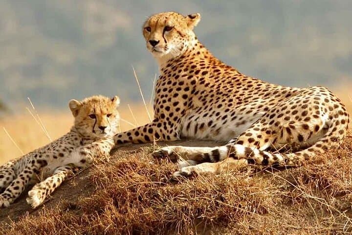 3-Day Masai Mara Safari from Nairobi — Daily Departures & Mid-Range Camp photo 4