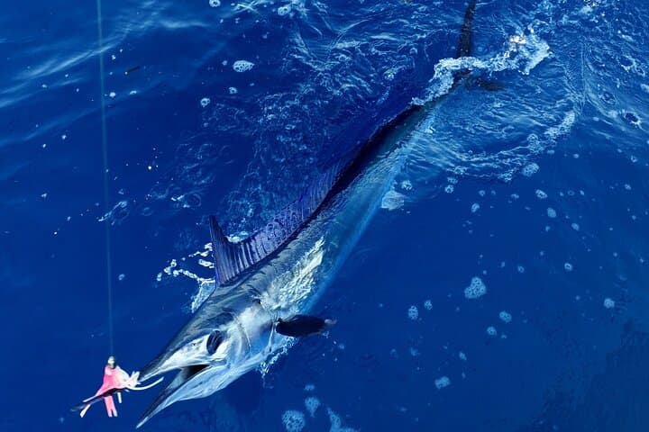 Private Sport-Fishing Day in Saint-Laurent-du-Var — Full-Day Côte d'Azur Charter photo 5